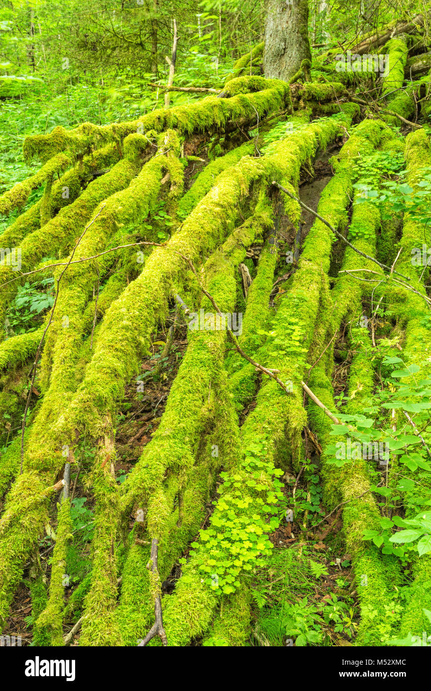 Branches couvertes de mousse sur un arbre tombé dans les bois Banque D'Images