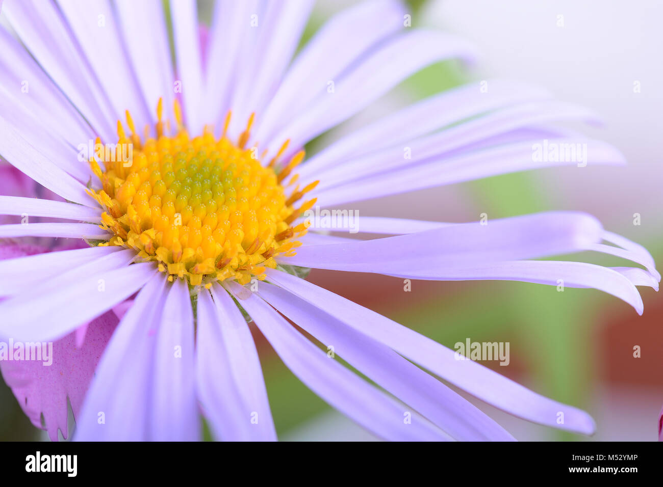 Printemps Été ou fleur de camomille close up Banque D'Images