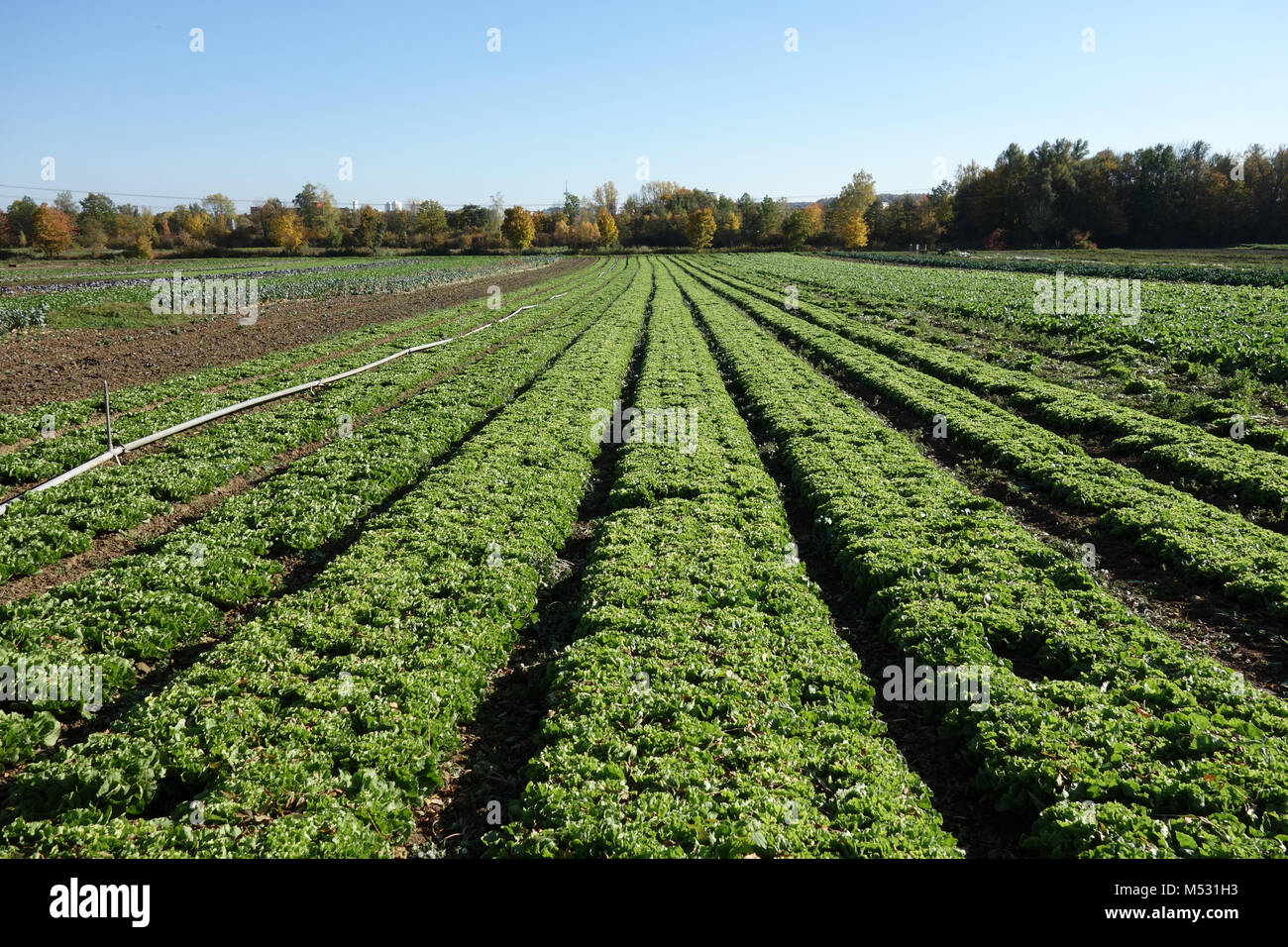 L'endive, Cichorium endivia Banque D'Images