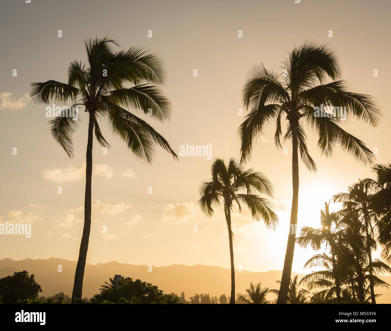 Hawaiian palm tree silhouettes se balançant dans la brise légère au coucher du soleil. Banque D'Images