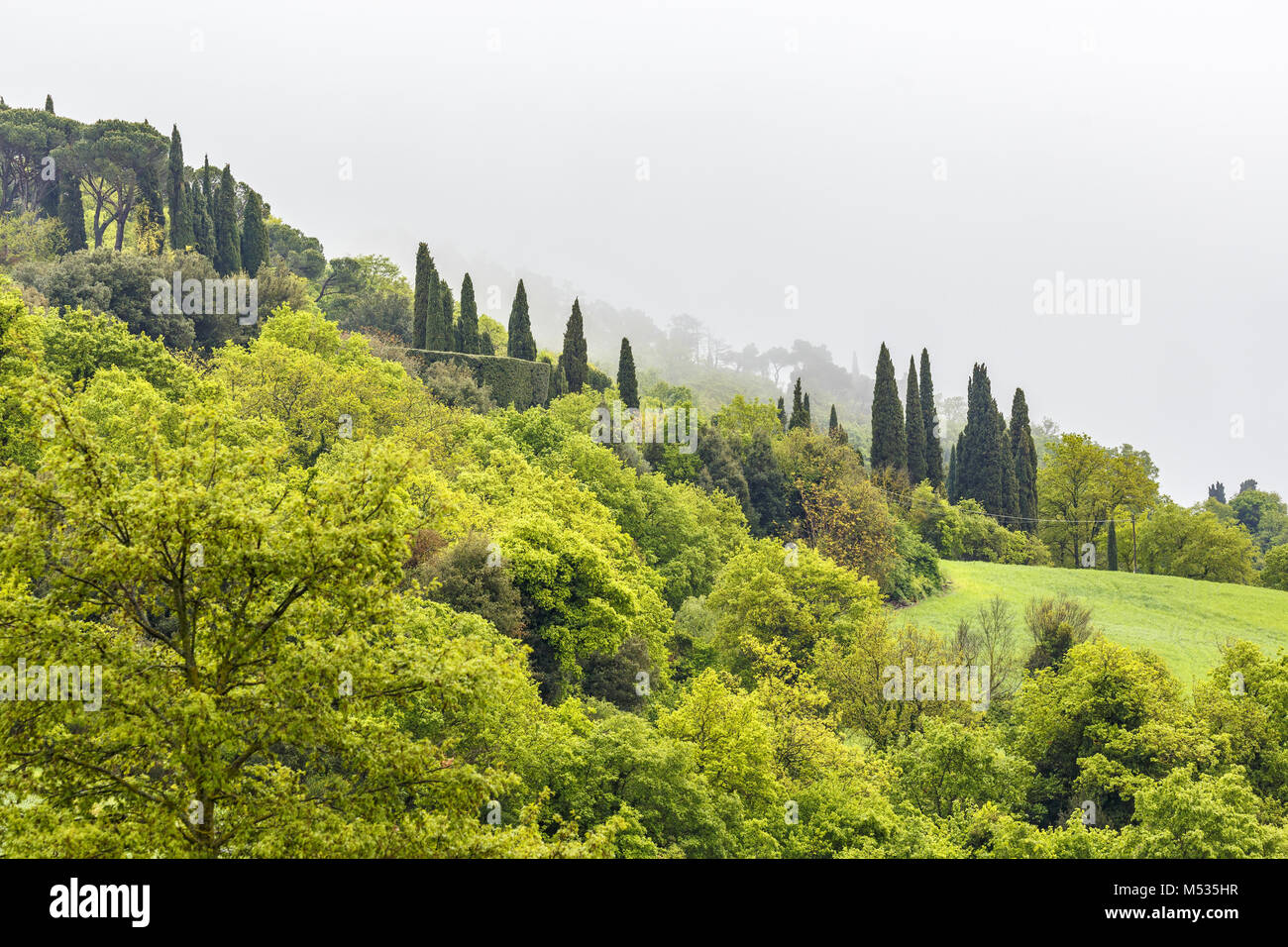 Forêt de feuillus sur une pente avec le brouillard Banque D'Images