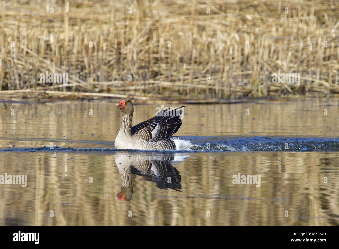 Oie cendrée Banque D'Images