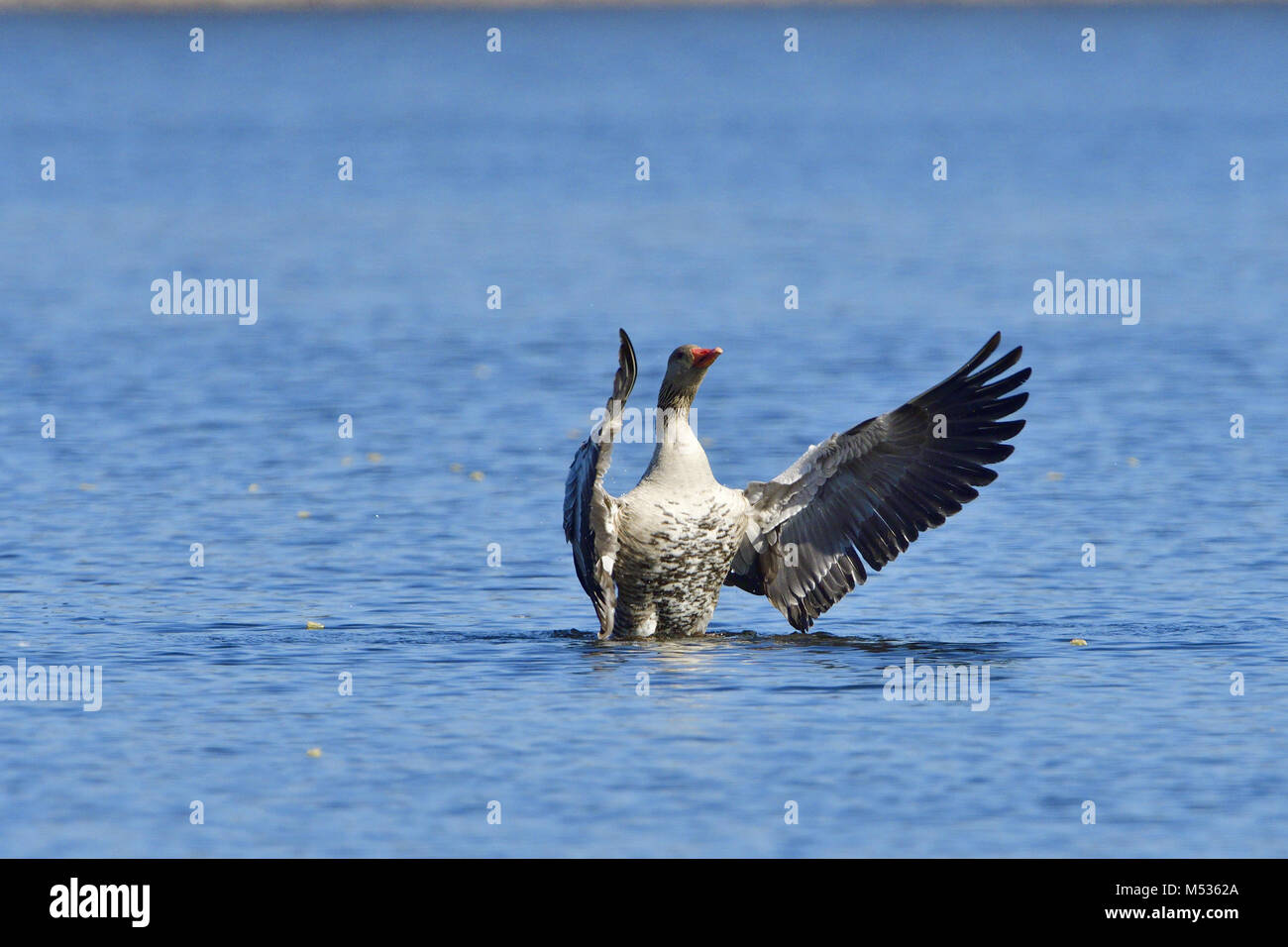 Oie cendrée Banque D'Images