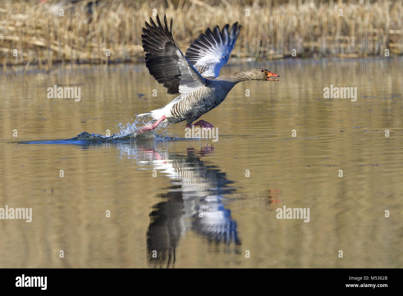 Oie cendrée Banque D'Images