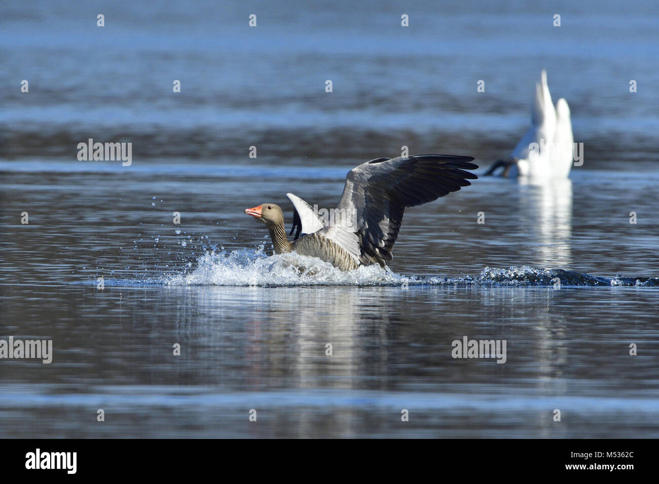 Oie cendrée Banque D'Images
