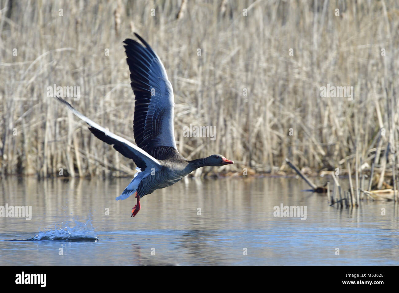 Oie cendrée Banque D'Images