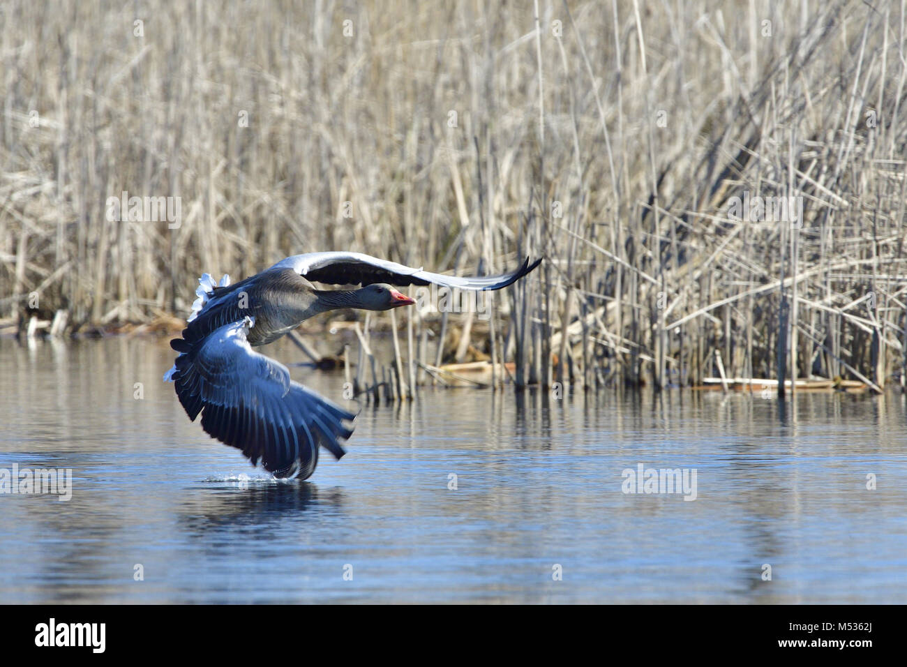 Oie cendrée Banque D'Images