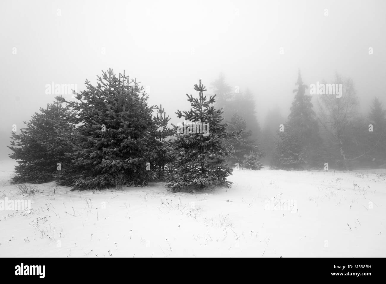 Vue panoramique sur les arbres couverts de neige en forêt. Banque D'Images