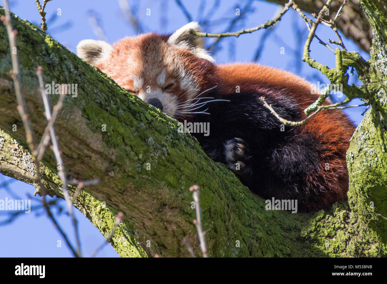 Le panda rouge dormir dans un arbre Banque D'Images