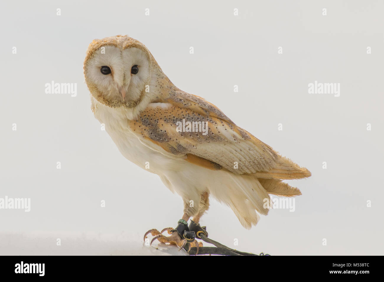 High Key Barn Owl portrait Banque D'Images