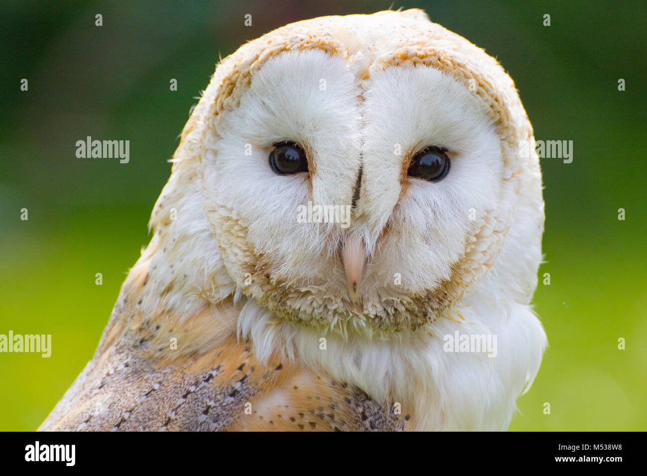 Barn Owl portrait Banque D'Images