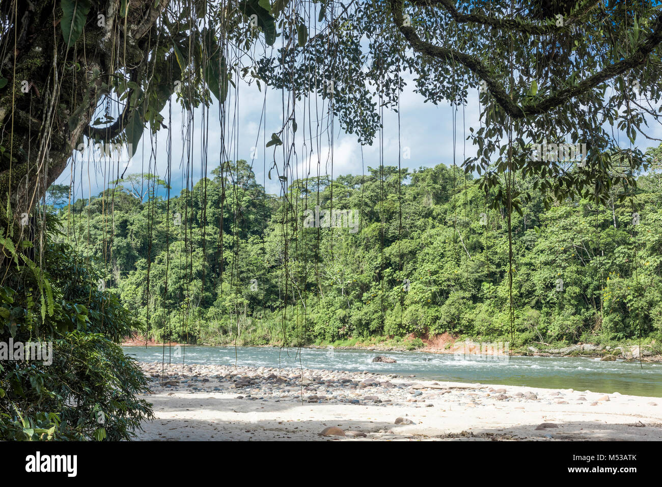 Amazon, vue de la forêt tropicale, Rio Napo, Misahualli, Equateur Banque D'Images