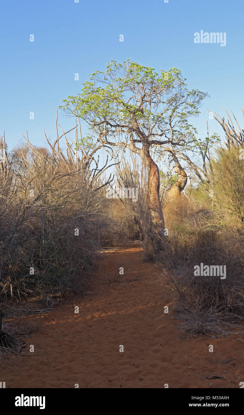Parc Forêt épineuse Mosa, Ifaty, Madagascar Novembre Banque D'Images