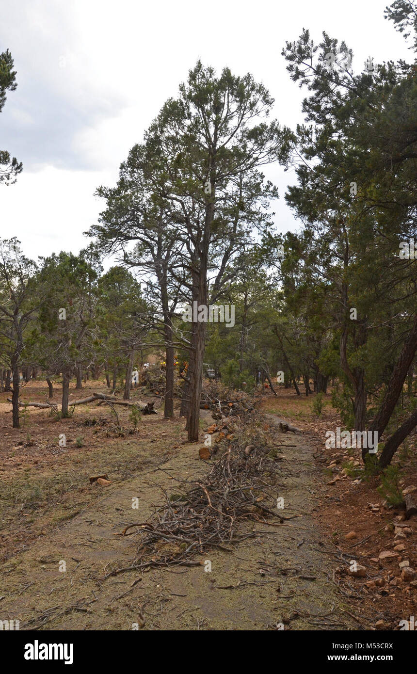 ASBandFireManagementTreeClearing. Le chemin plein de débris avant d'être effacé. Soixante-trois élèves de trente-neuf universités ont récemment assisté à une semaine de pause Alternative École Citoyenneté (ABC) à Grand Canyon National Park. Ils ont appris sur le programme de gestion des incendies du parc en aidant à préparer les sites archéologiques pour les brûlages dirigés, les tests de pression et de matériel roulant, tuyau d'incendie brûlage de surveillance, l'hôtel Banque D'Images