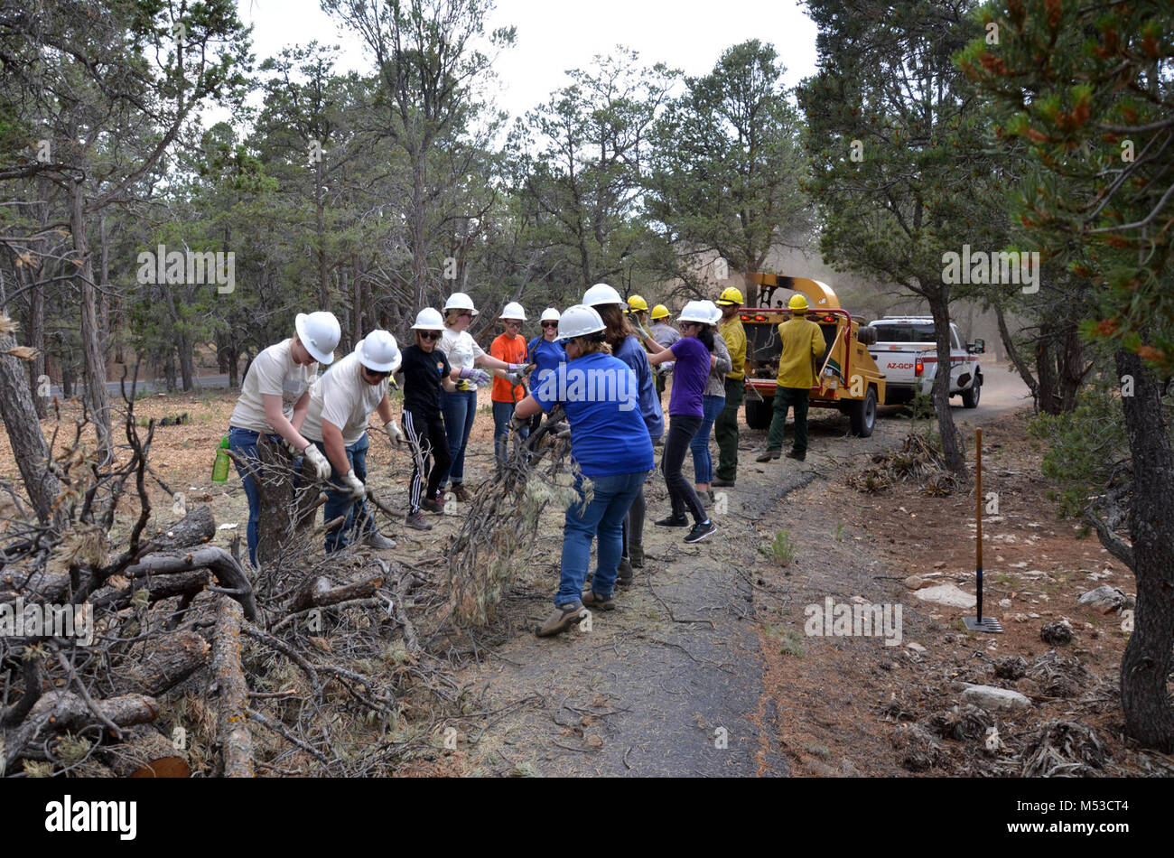 ASBandFireManagementTreeClearing. Les étudiants et membres de l'équipe de gestion des incendies des branches jusqu'à la col woodchipper. Soixante-trois élèves de trente-neuf universités ont récemment assisté à une semaine de pause Alternative École Citoyenneté (ABC) à Grand Canyon National Park. Ils ont appris sur le programme de gestion des incendies du parc en aidant à préparer les sites archéologiques pour les brûlages dirigés, les tests de pression et rolli Banque D'Images