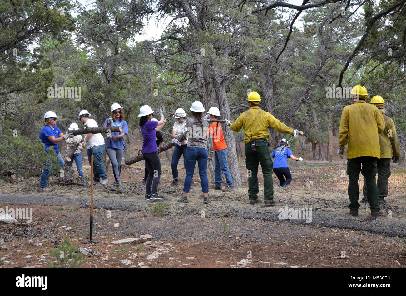 ASBandFireManagementTreeClearing. La gestion de l'incendie et les étudiants de l'ABC note de branches. Soixante-trois élèves de trente-neuf universités ont récemment assisté à une semaine de pause Alternative École Citoyenneté (ABC) à Grand Canyon National Park. Ils ont appris sur le programme de gestion des incendies du parc en aidant à préparer les sites archéologiques pour les brûlages dirigés, les tests de pression et le matériel roulant le tuyau d'incendie, de surveillance p Banque D'Images