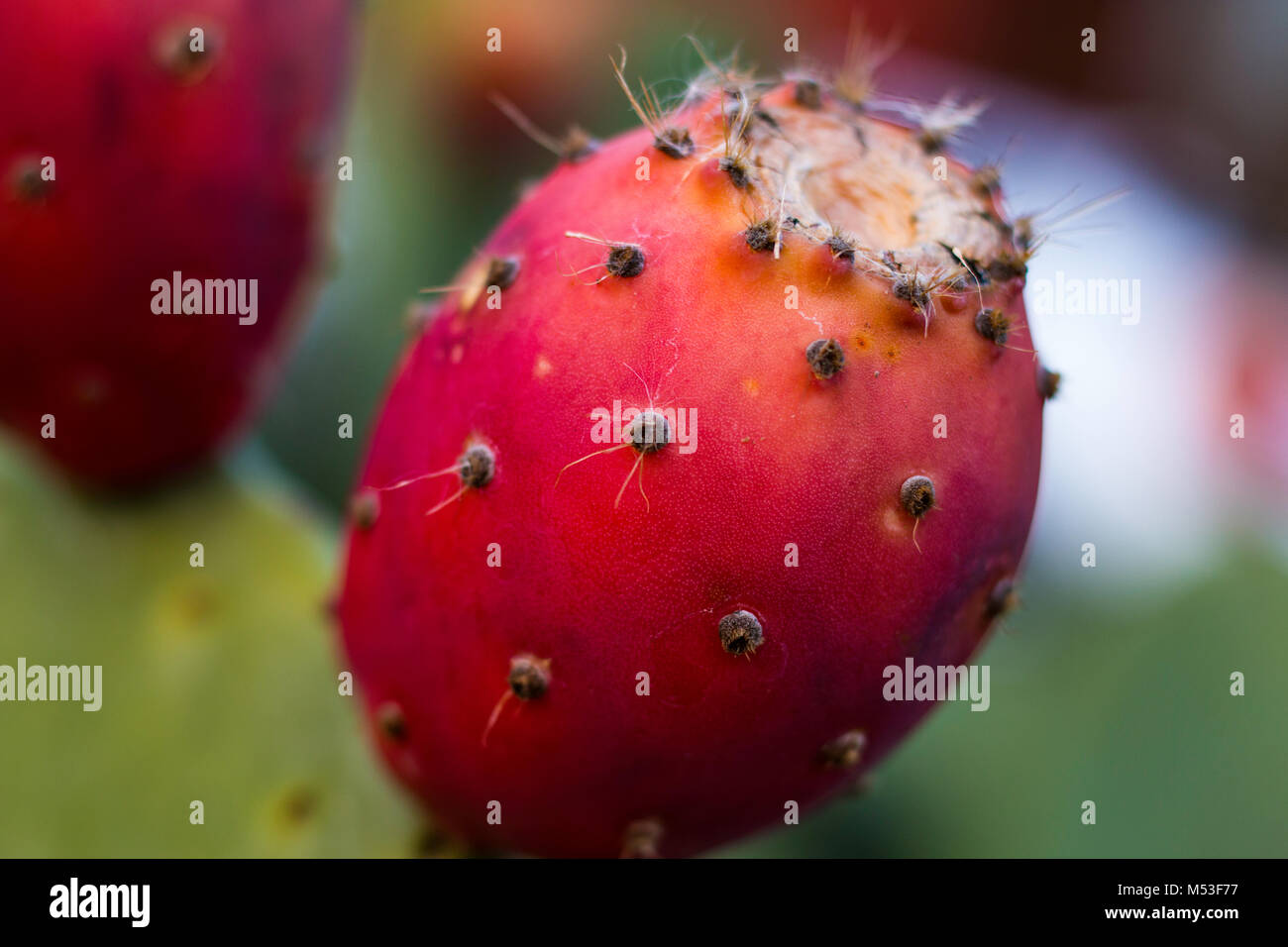 Le figuier de Barbarie Opuntia est un genre de la famille des cactus, Cactaceae. La plus commune est l'espèce culinaire Indian fig opuntia. Banque D'Images