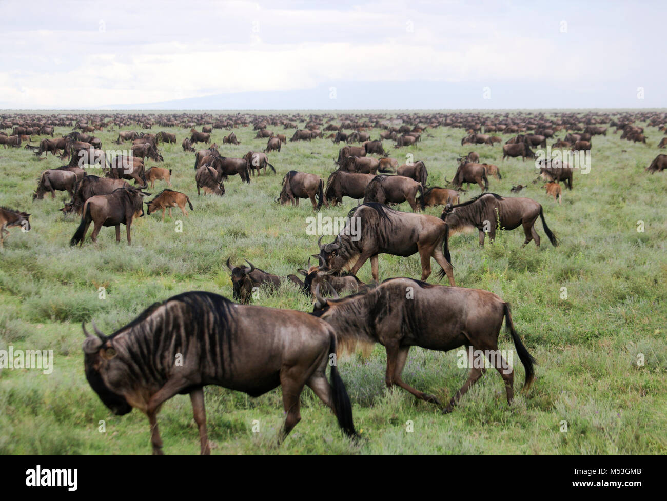 gnous-bleus-banque-d-image-et-photos-alamy
