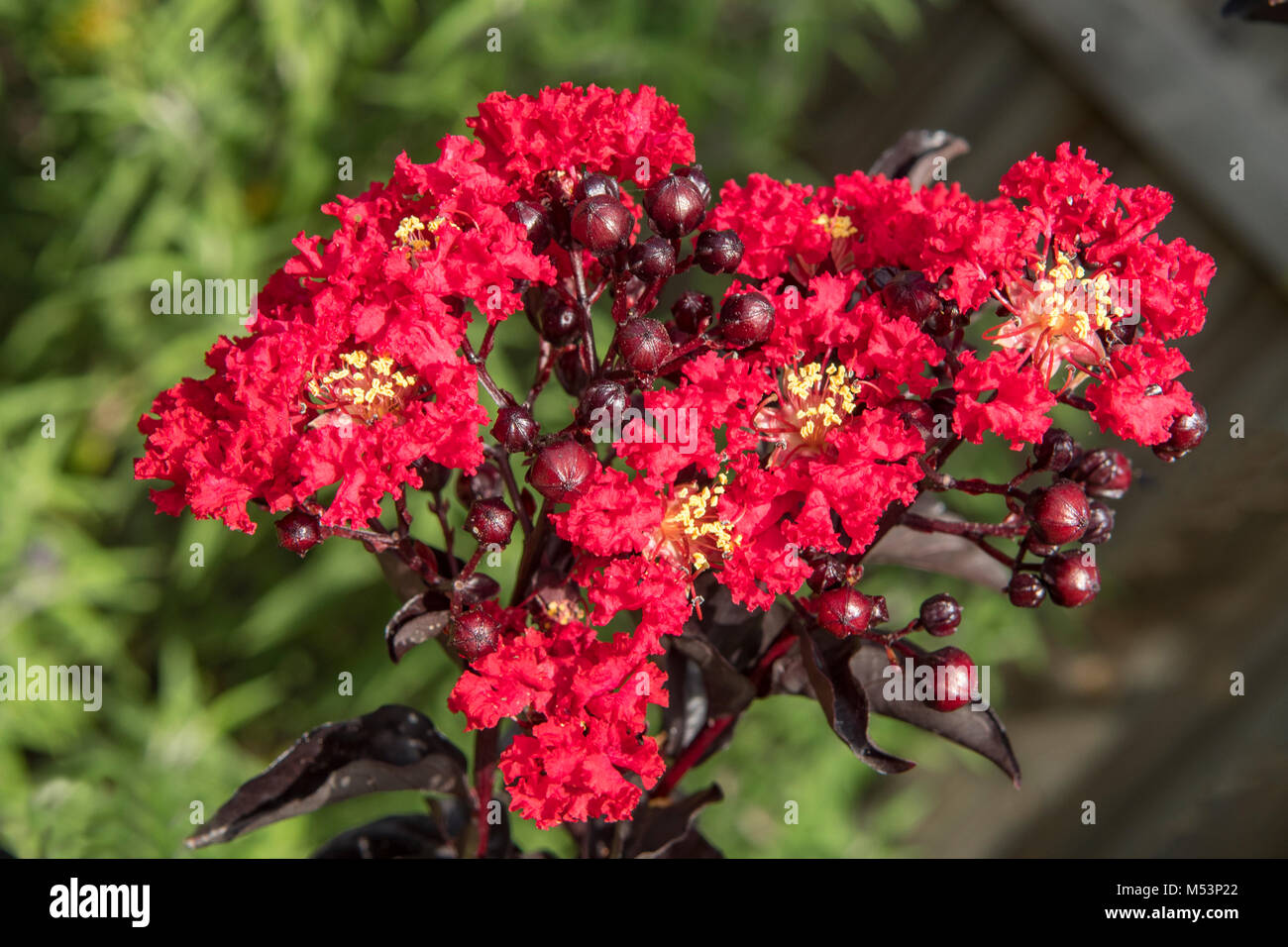 Lagerstroemia indica, Red Hot diamants dans le noir en Crepe Myrtle Doreen, Victoria, Australie Banque D'Images