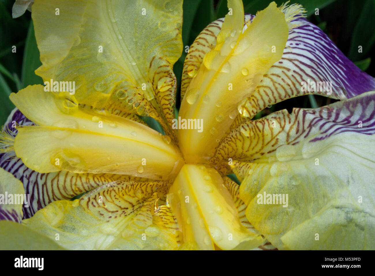 Iris mauve fleur avec des gouttes de pluie Banque D'Images
