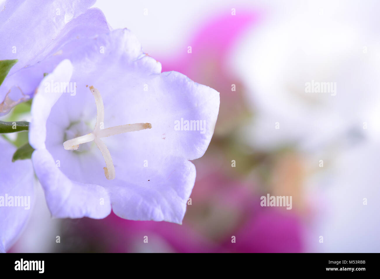 Fleur blanche de bluebell close up Banque D'Images