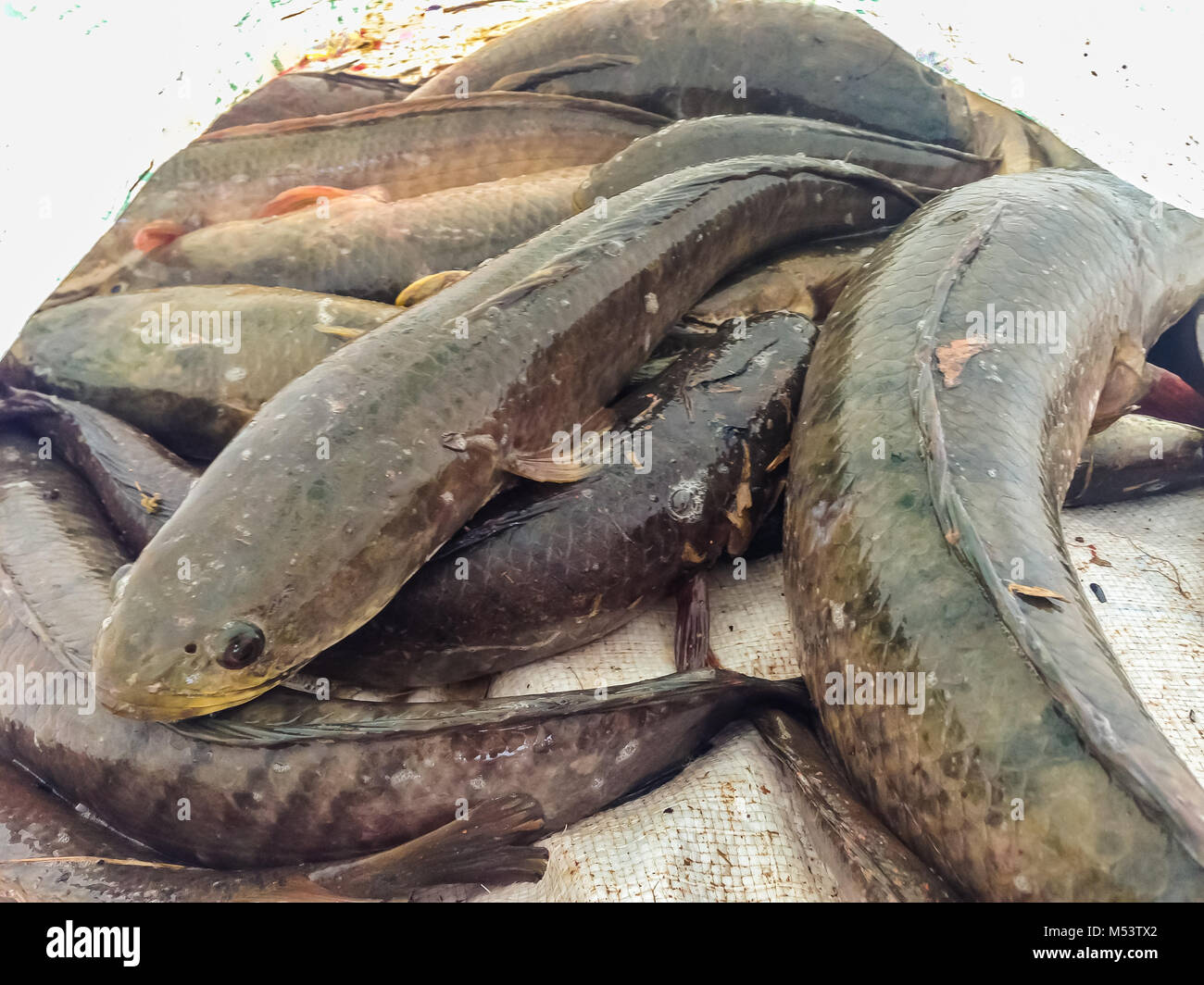 Attraper le poisson tête de serpent y compris le poisson-chat dans le sac en plastique Banque D'Images