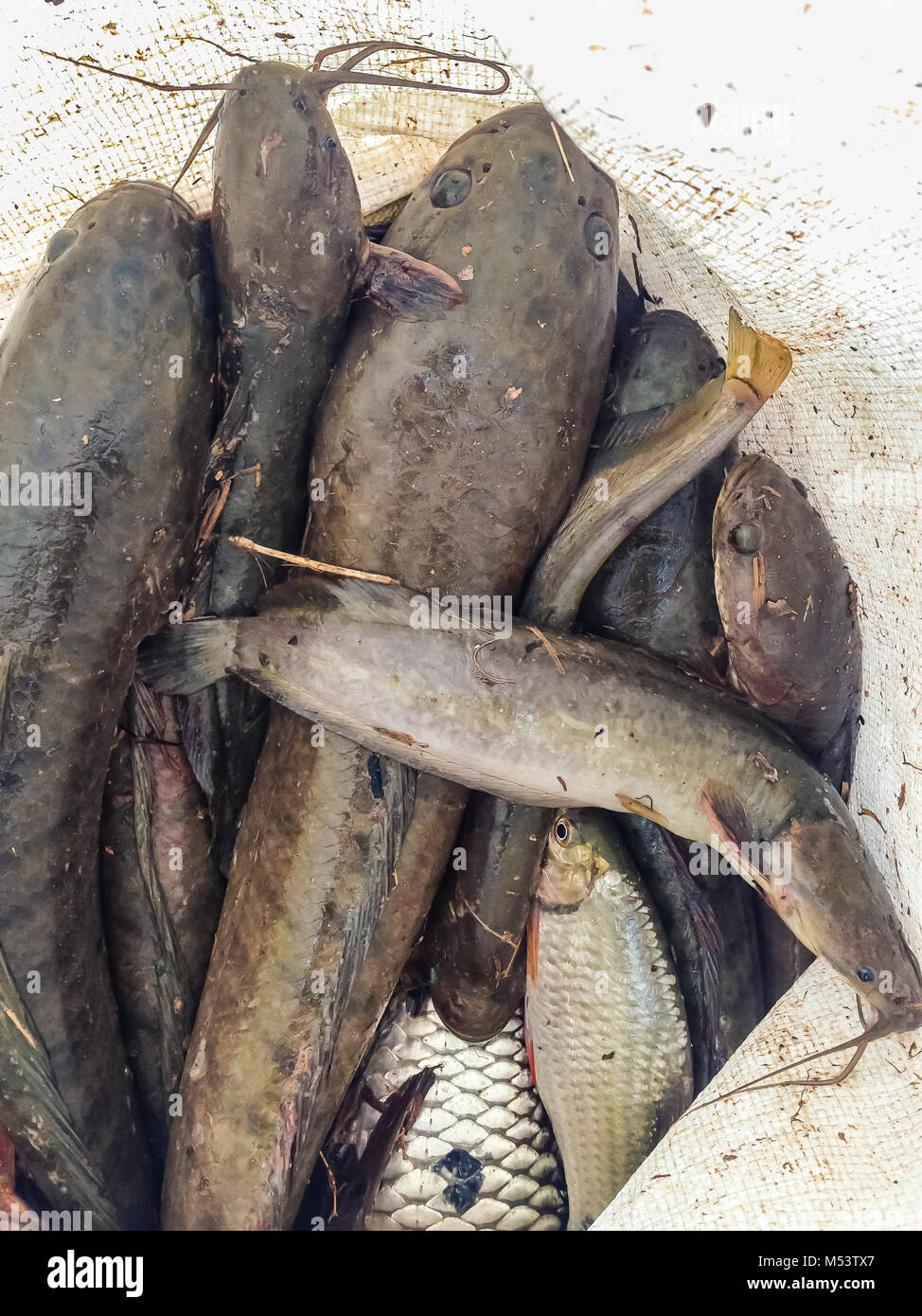 Attraper le poisson tête de serpent y compris le poisson-chat dans le sac en plastique Banque D'Images