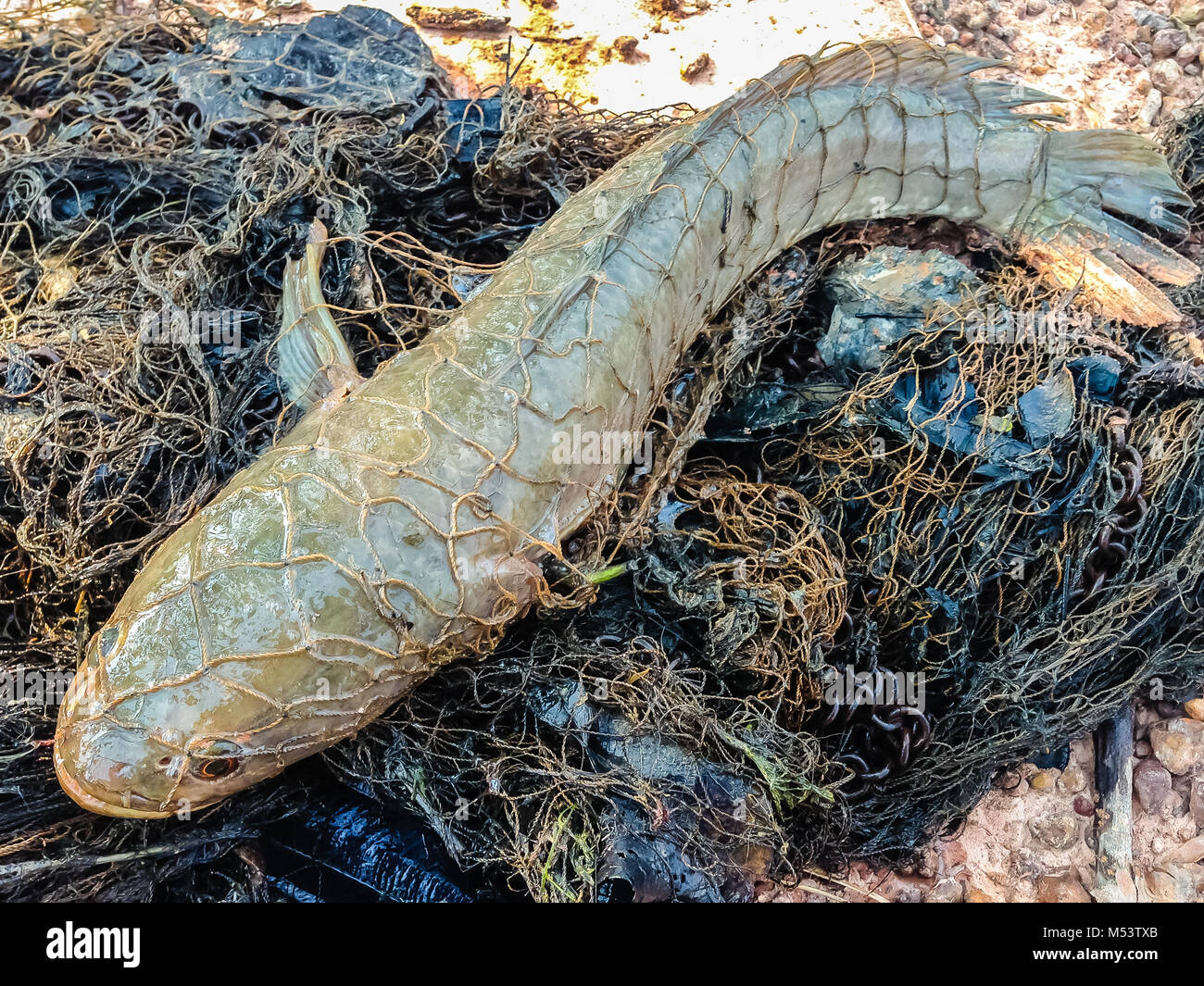 Attraper le poisson à tête de serpent dans le net Banque D'Images