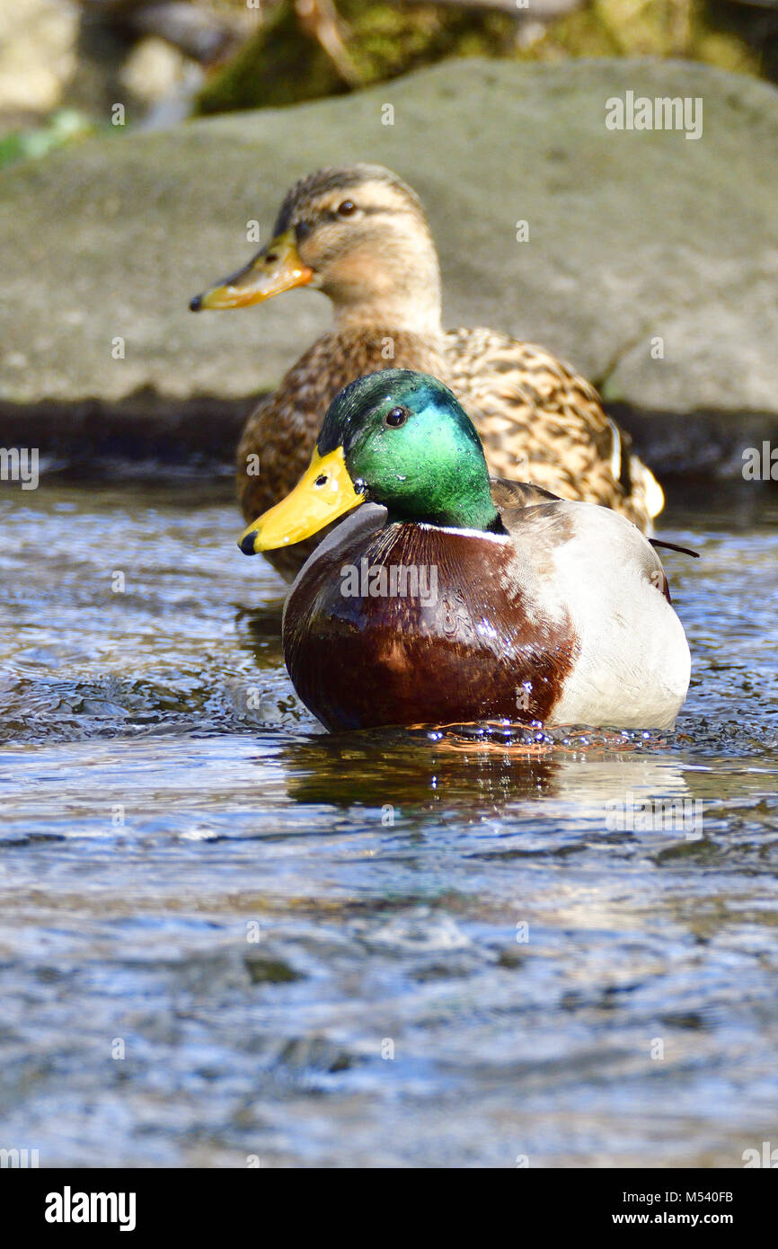 Canard colvert Banque D'Images