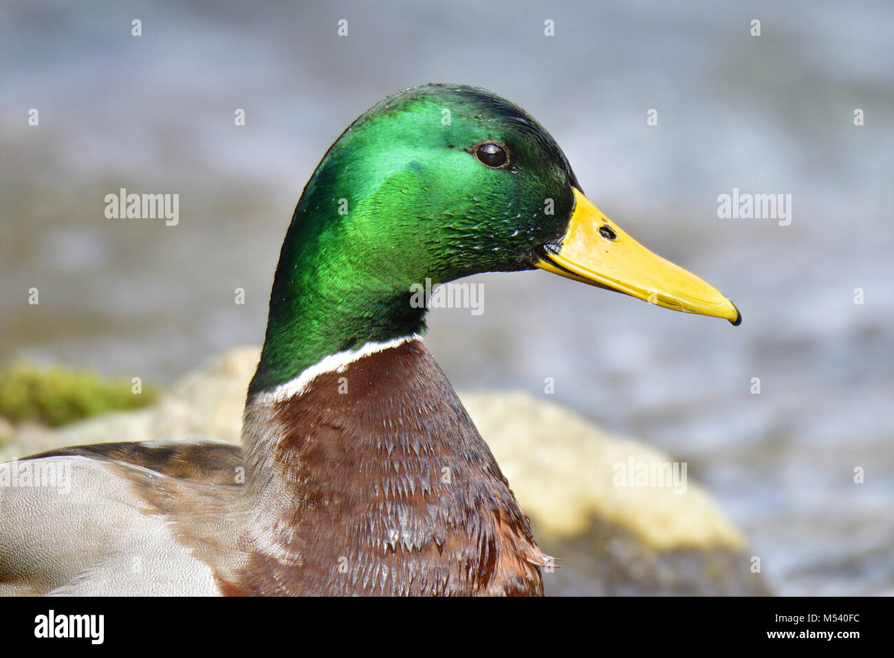 Canard colvert Banque D'Images