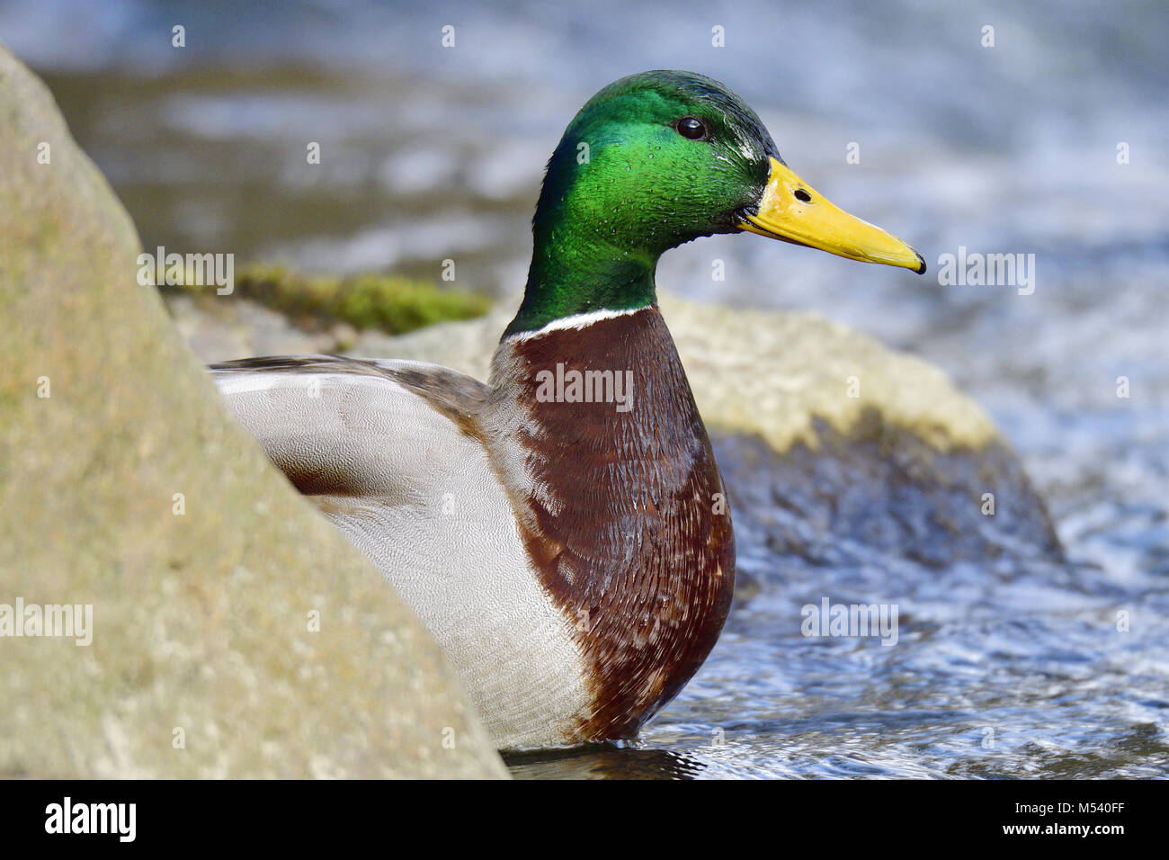 Canard colvert Banque D'Images