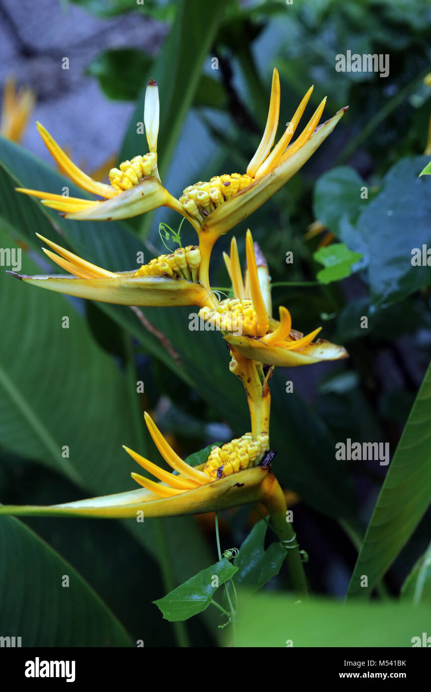 Fleurs d'un Heliconia Banque D'Images
