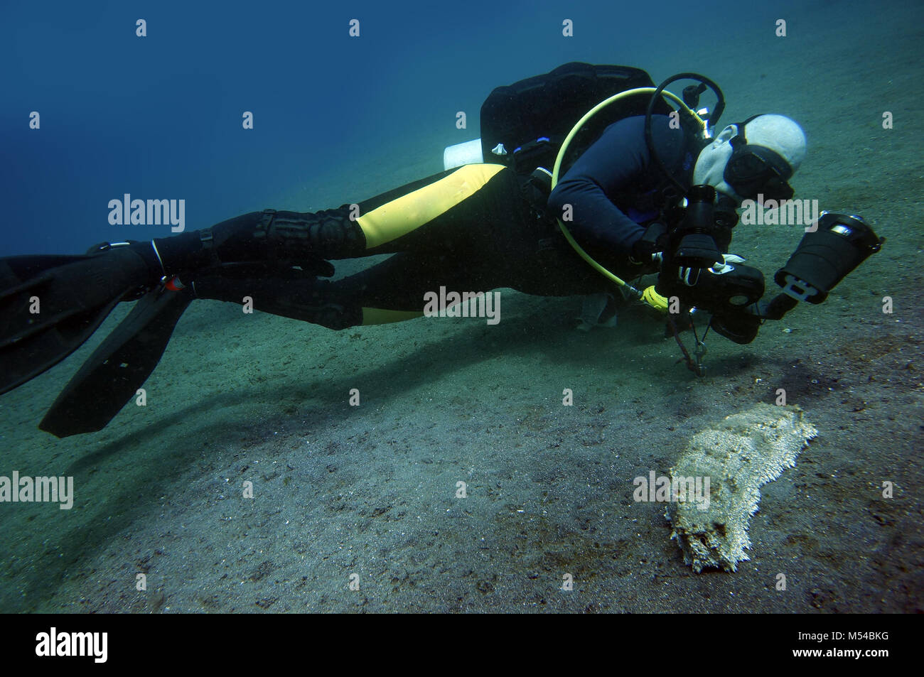 Photographies photographe sous-marin un concombre de mer géant - Thelenota anax Banque D'Images