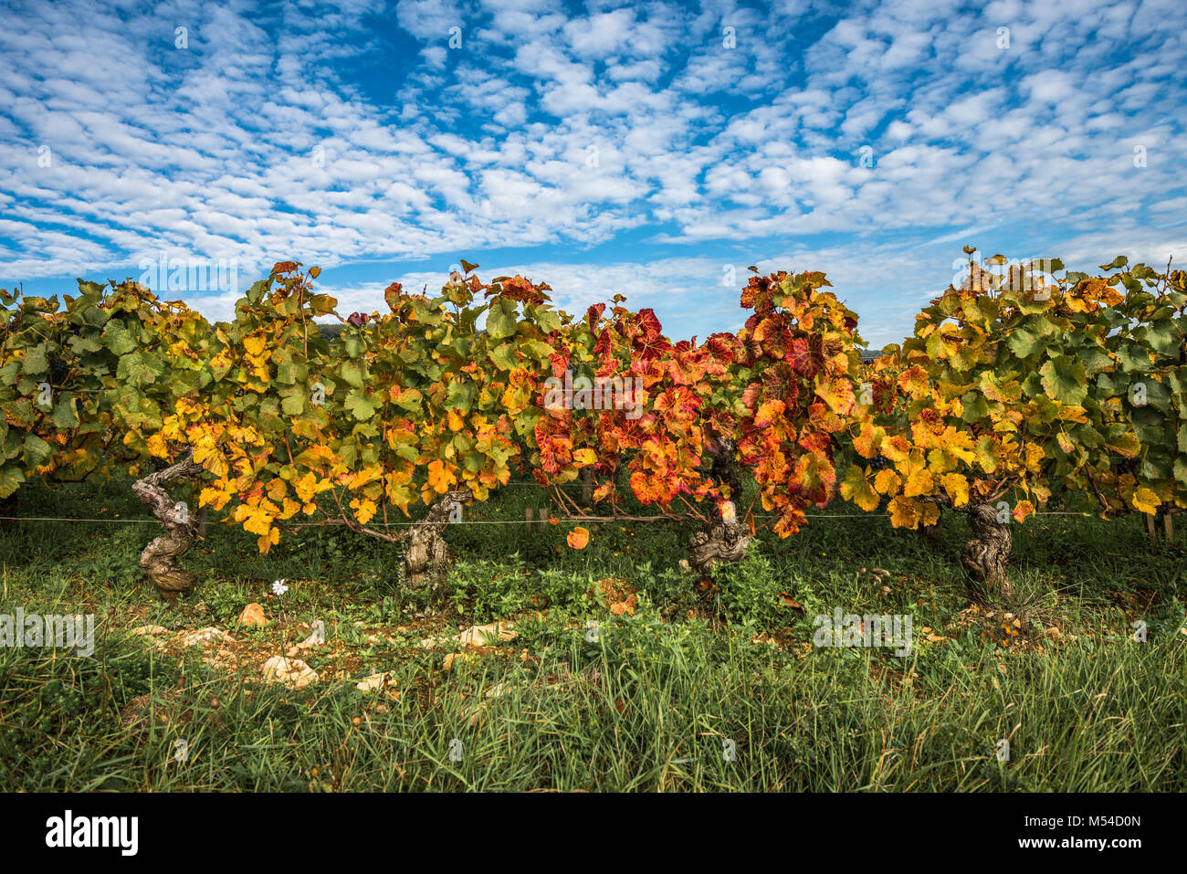 Des vignes à l'automne, la Bourgogne, France Banque D'Images