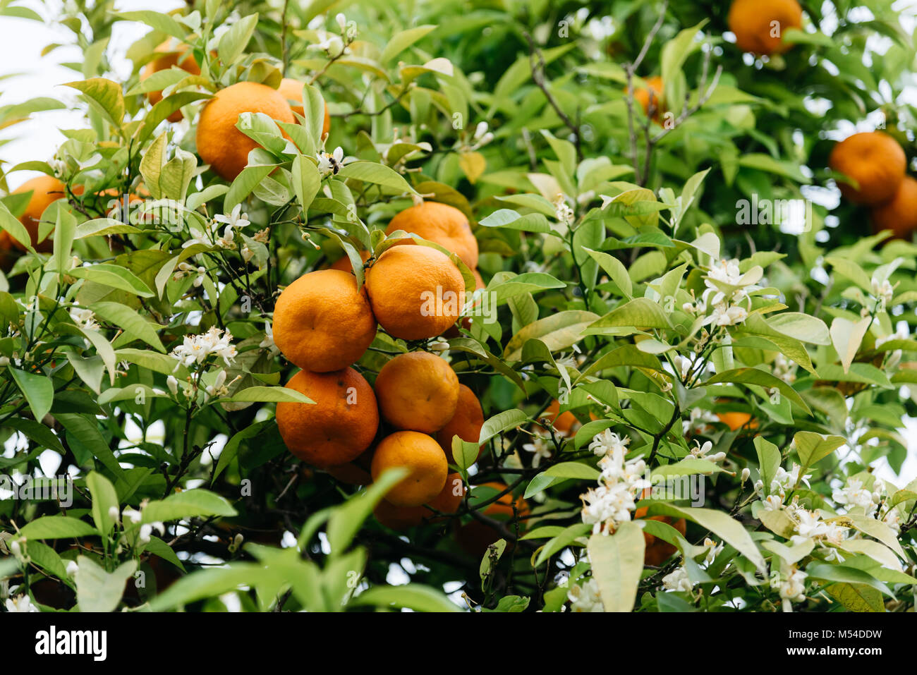 Low angle view of orange tree fruits et feuilles dans Cordoba Banque D'Images