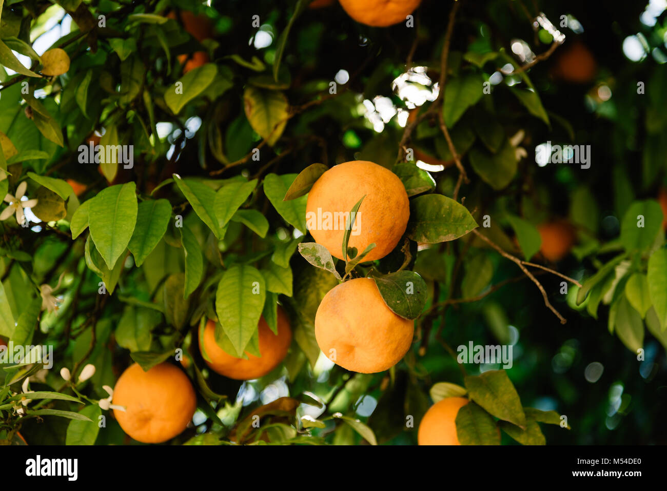 Low angle view of orange tree fruits et feuilles dans Cordoba Banque D'Images