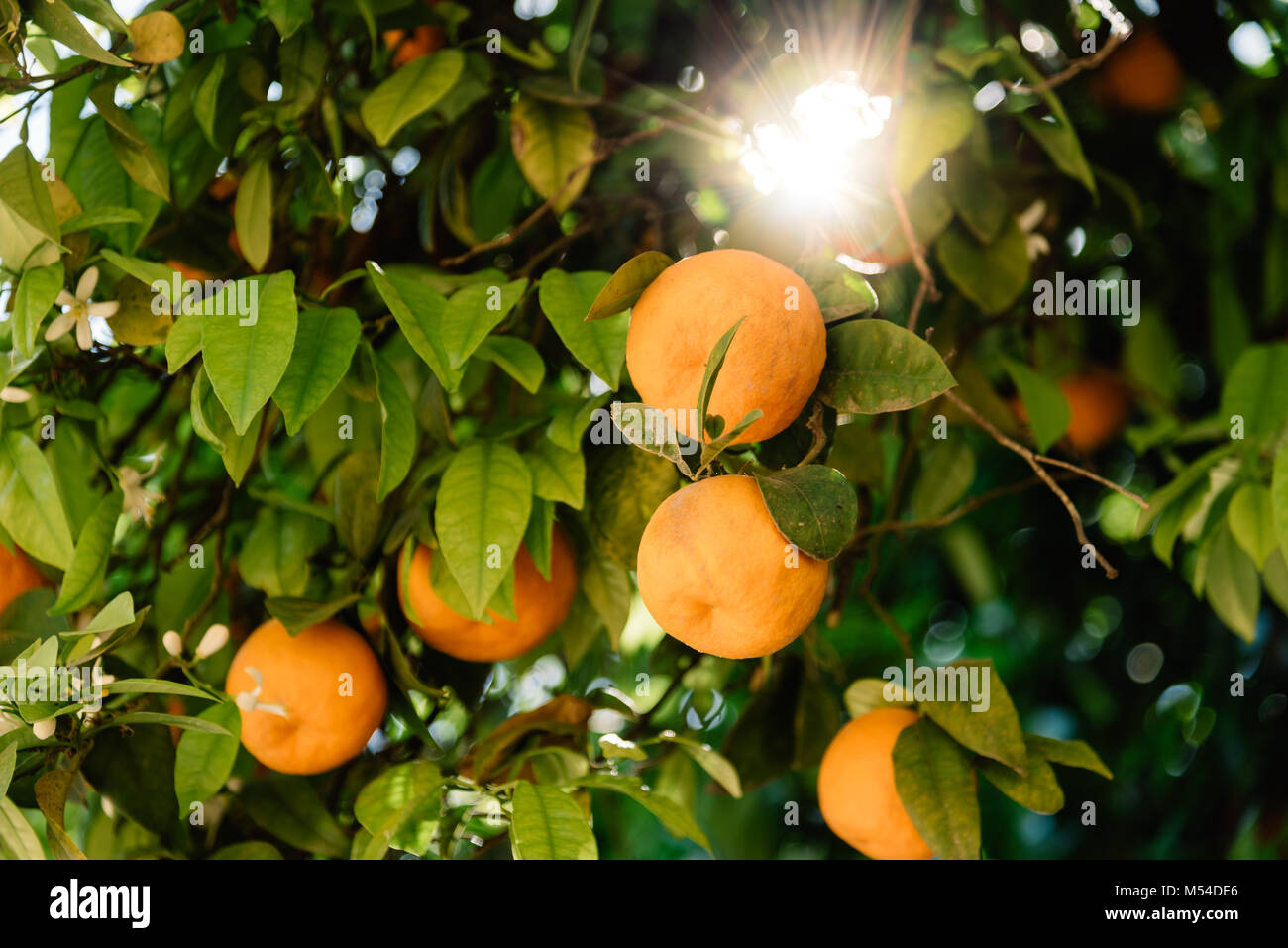 Low angle view of orange tree fruits et feuilles dans Cordoba Banque D'Images