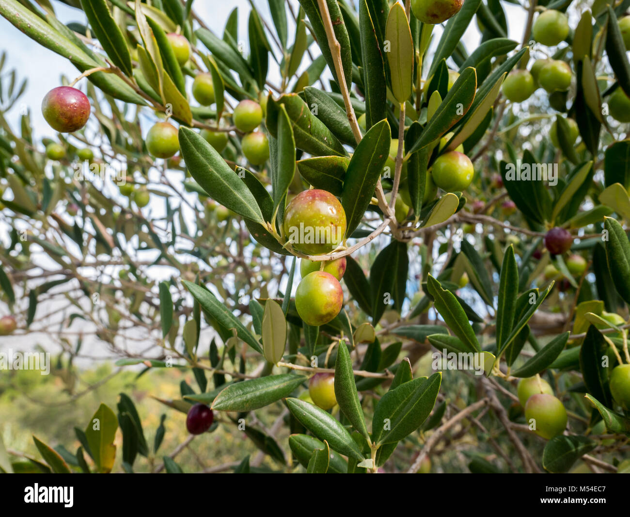 Arbre généalogique Olive plein d'olives mûres Banque D'Images