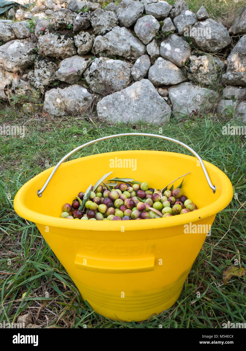 Godet jaune plein d'olives dans nature plein air Banque D'Images