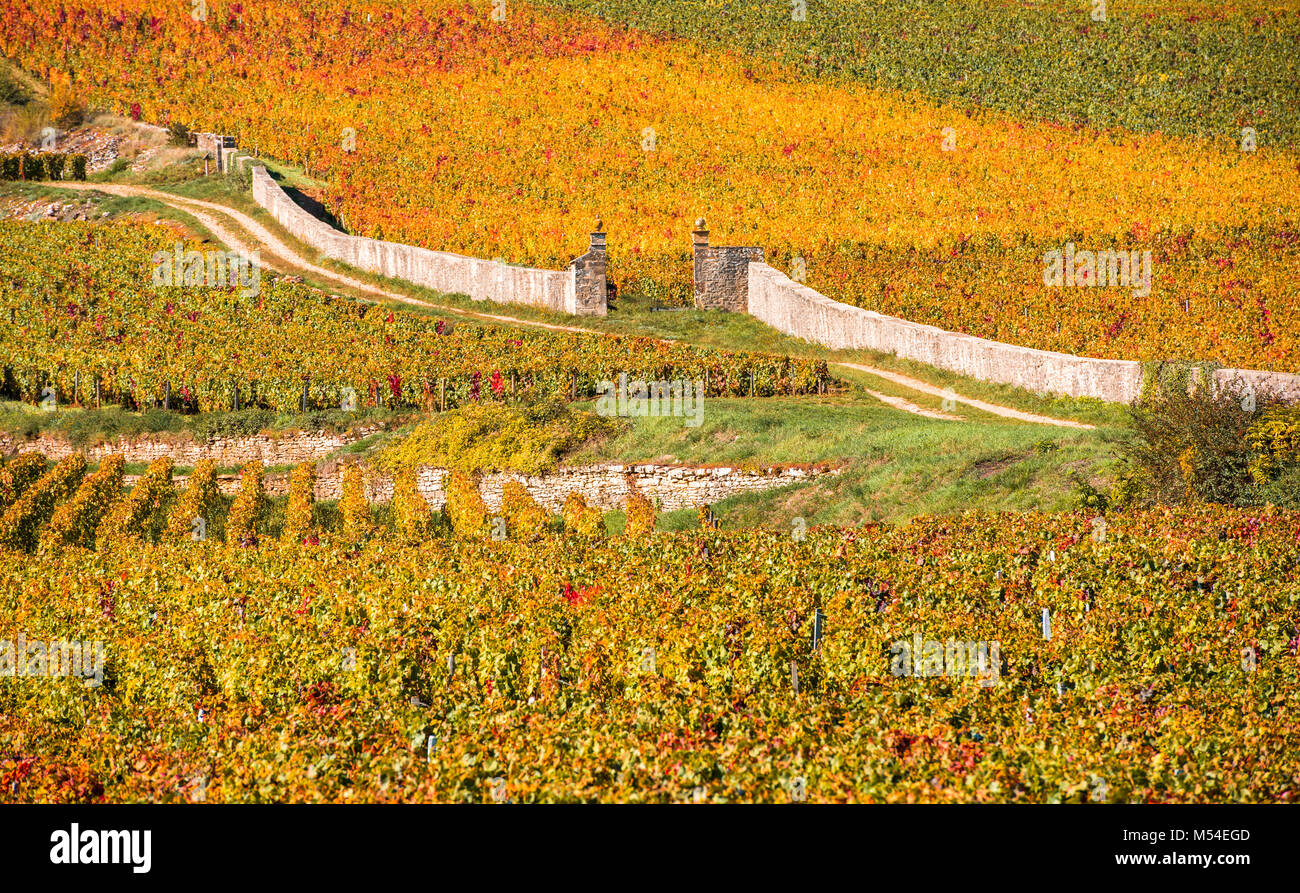 Des vignes à l'automne, la Bourgogne, France Banque D'Images Des vignes à l'automne, la Bourgogne, France Banque D'Images