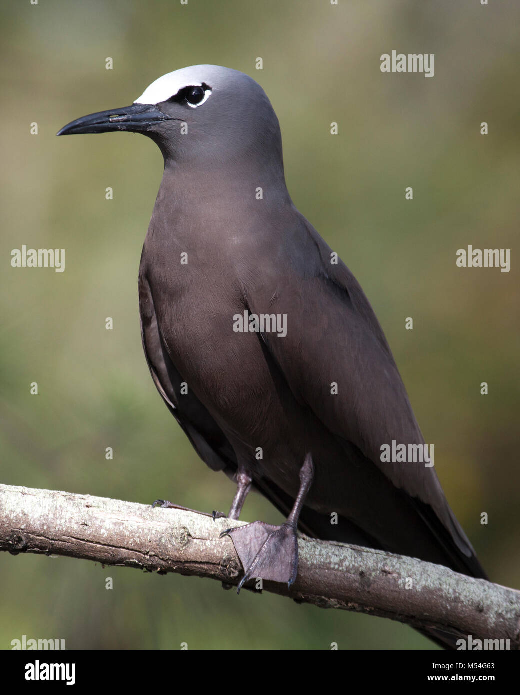 Noddi brun également connu sous le nom de Noddy commun (Anous stolidus pileatus) perché sur une branche sur une île du Pacifique Nord Banque D'Images