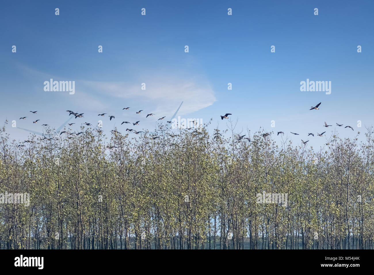 Le lac Poyang paysage réserve d'oiseaux migrateurs Banque D'Images