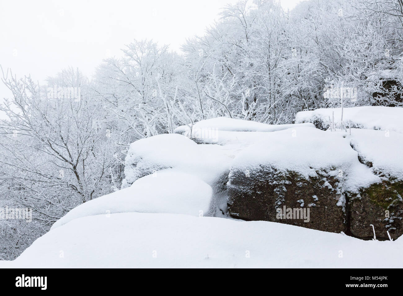 Rocks avec de la neige dans les bois Banque D'Images