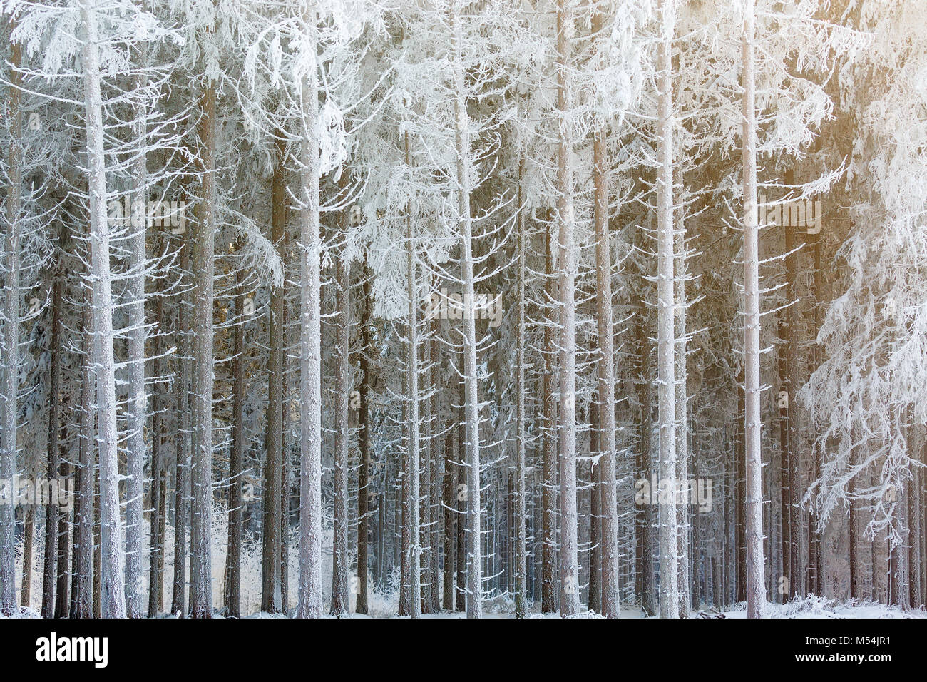 Frosty le tronc des arbres dans une forêt de sapins en hiver Banque D'Images