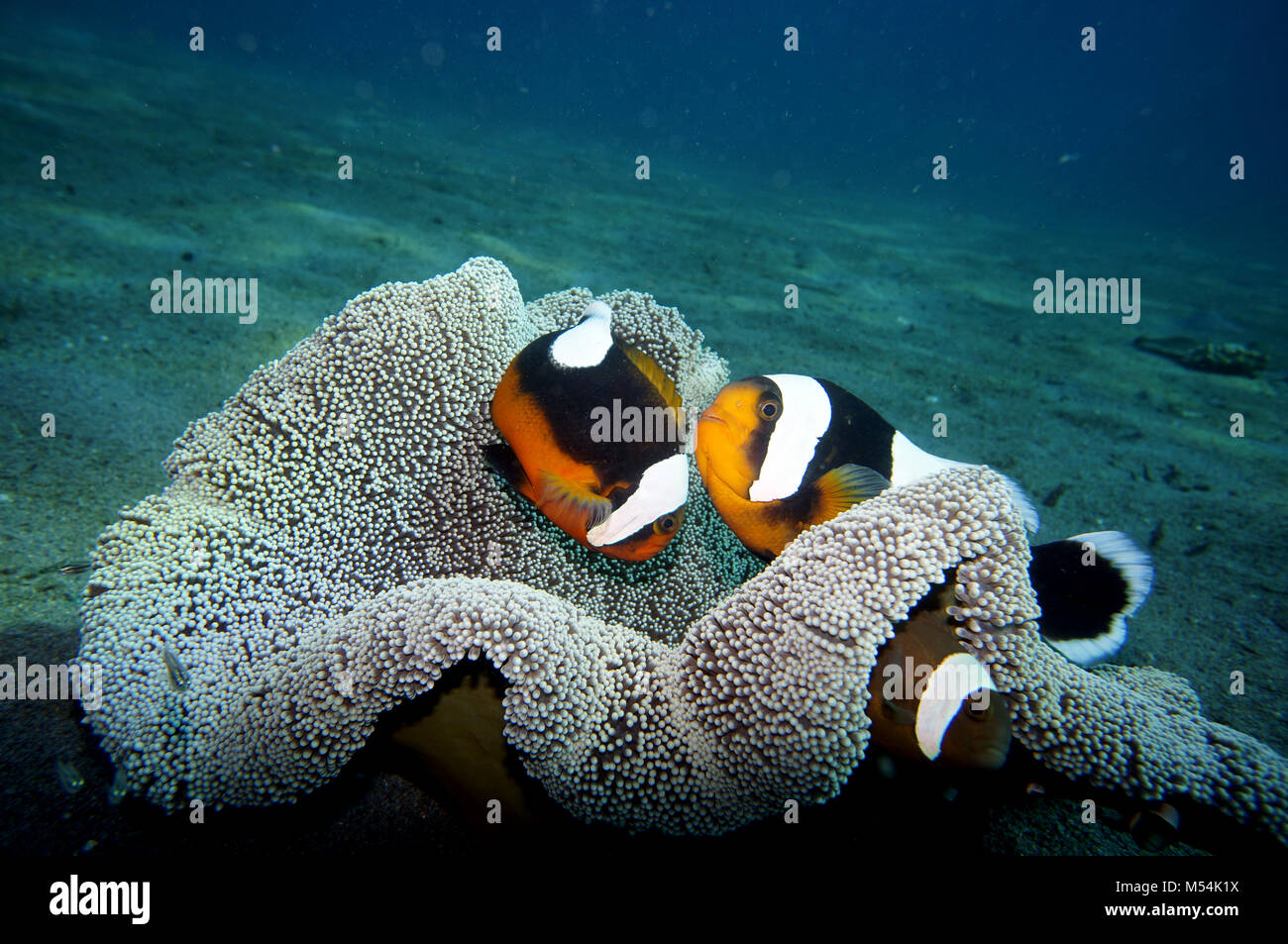 Saddleback poissons clowns sur Anémone de mer Banque D'Images