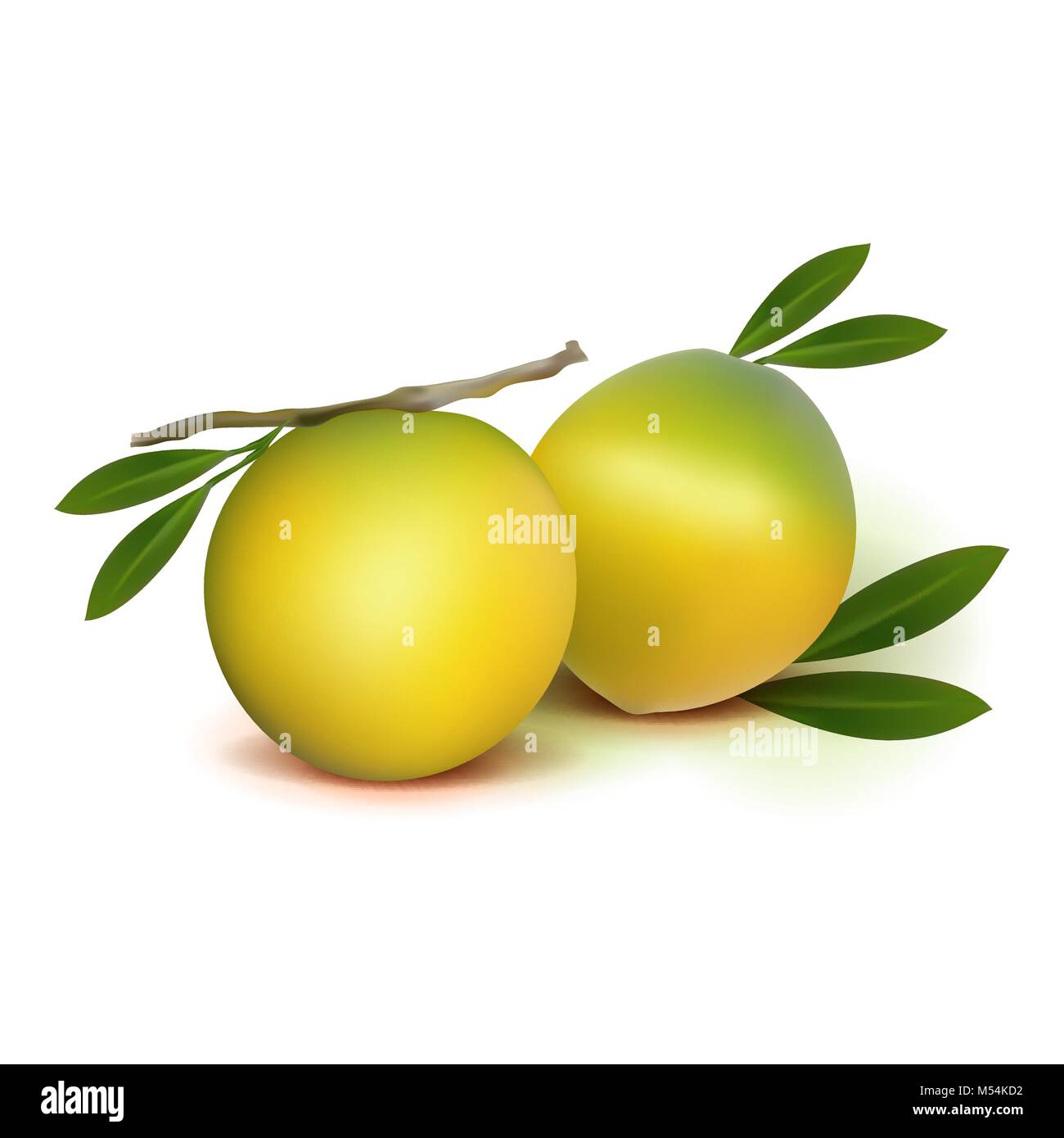 Vecteur 3D photo-réaliste avec des feuilles fruits abiu isolé sur fond blanc. Vector illustration. Illustration de Vecteur
