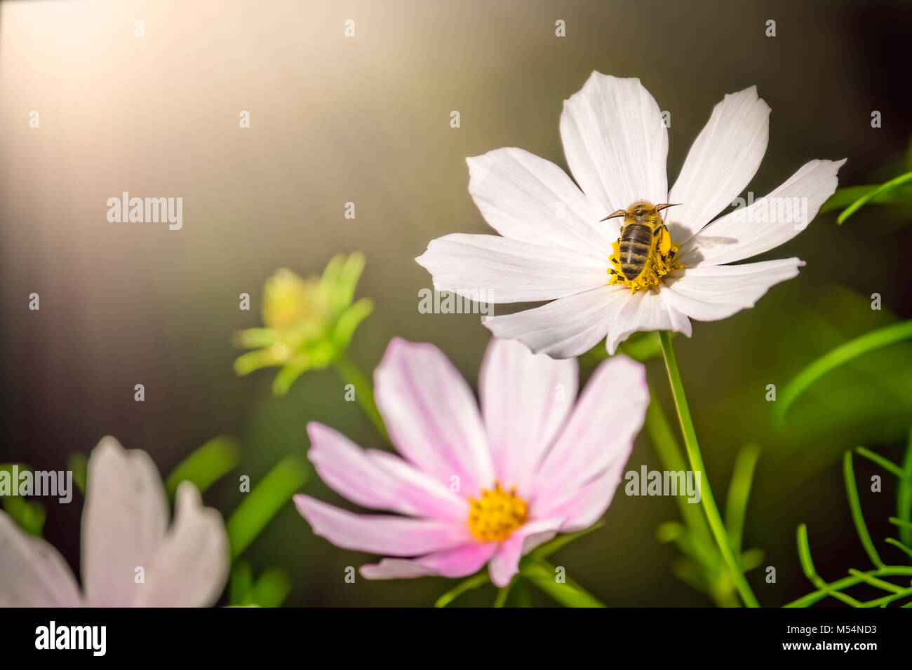 La collecte du pollen d'Abeille sur une fleur blanche Banque D'Images