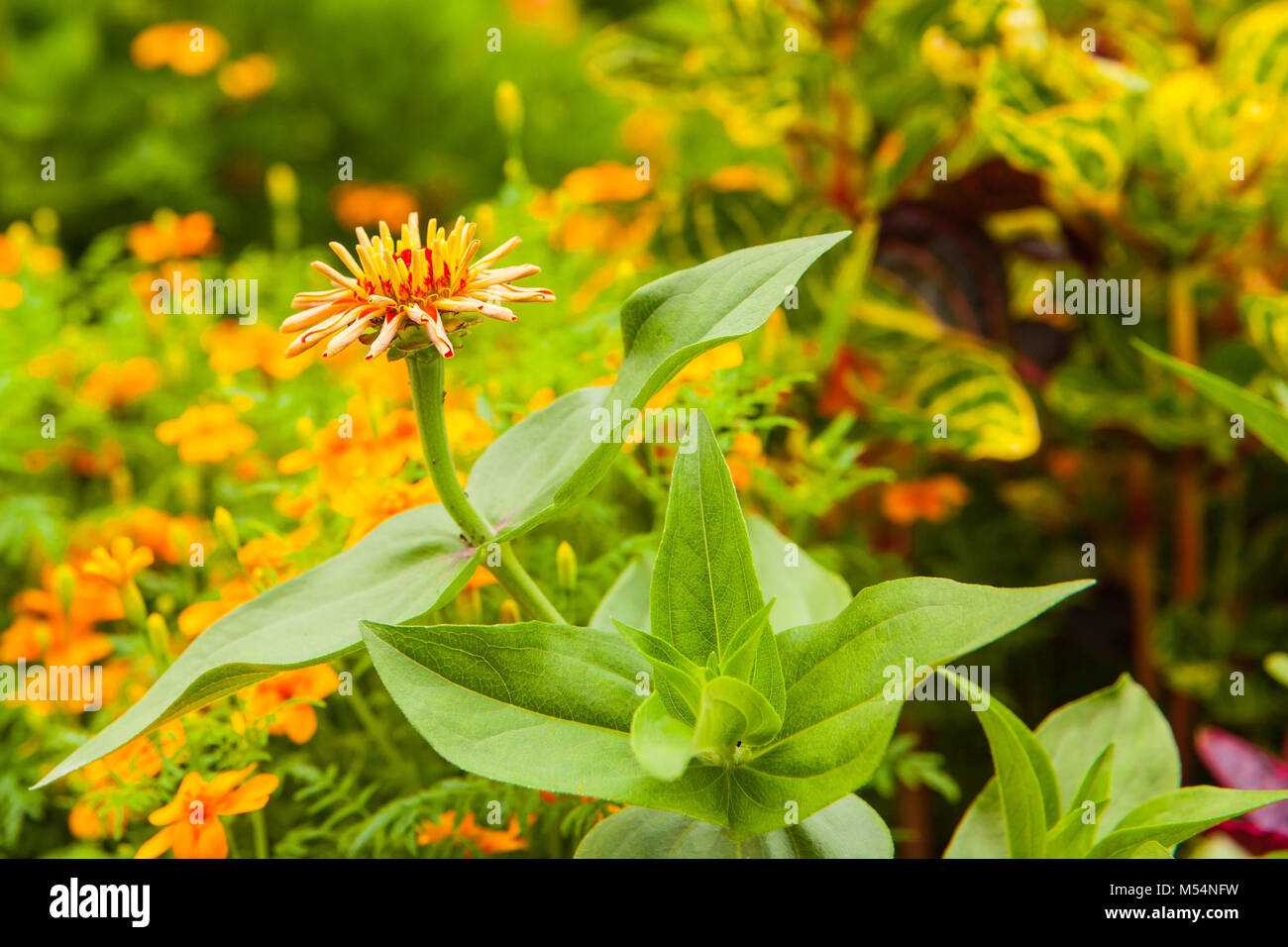 Dahlia fleur rouge jaune Banque D'Images