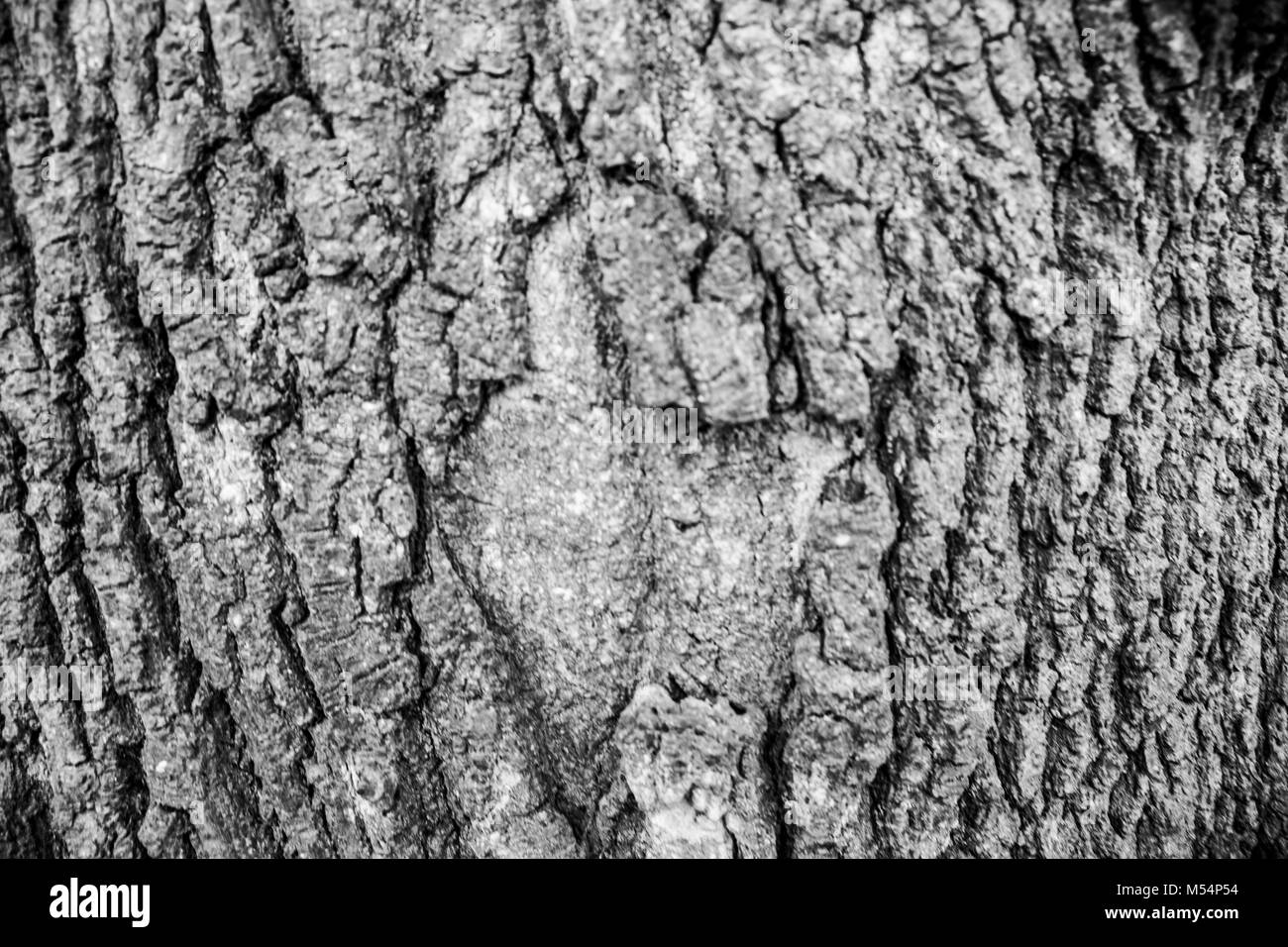 En bois, écorce texture background, fond brun écorce d'arbre. La texture. Banque D'Images