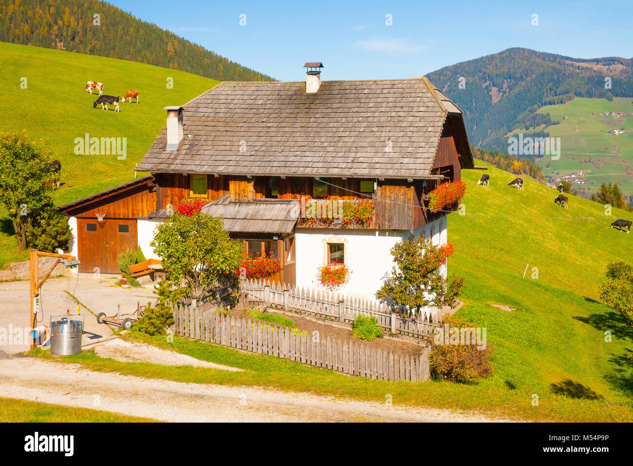 Maison typique des Alpes italiennes de pâturage avec des vaches Banque D'Images